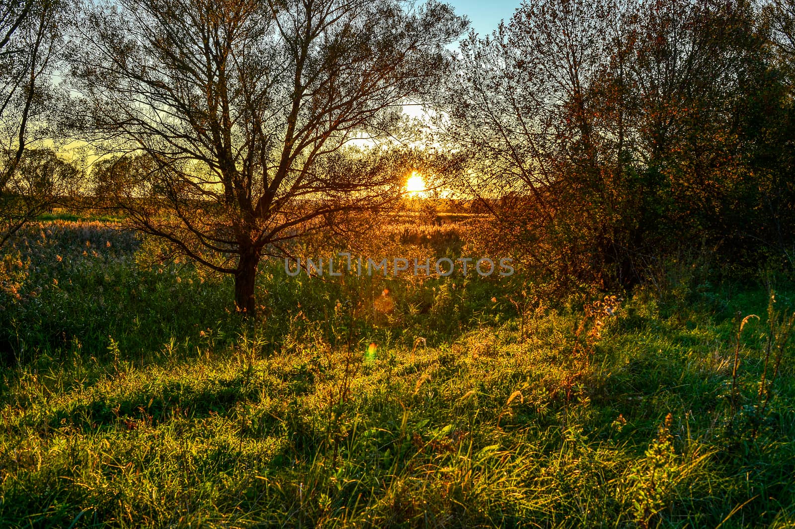 Autumn rays of the sun on the grass in the meadow at dawn.