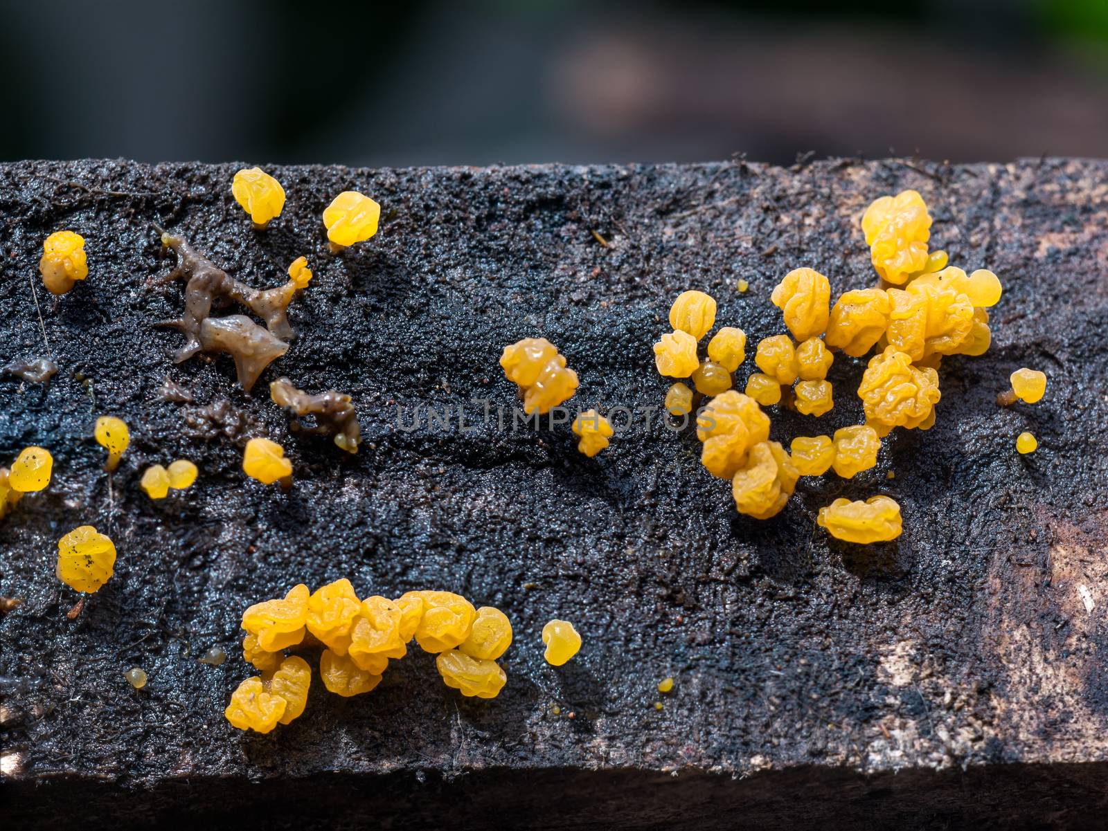 Dacryopinax spathularia,an edible jelly fungus,grows on rotting wood