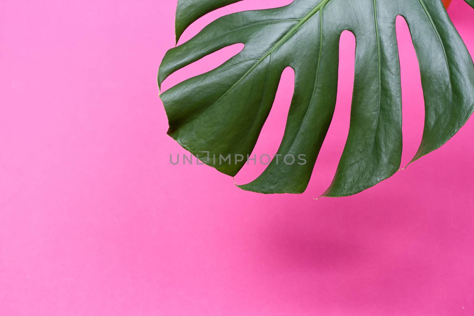 the monstera leaf by victosha