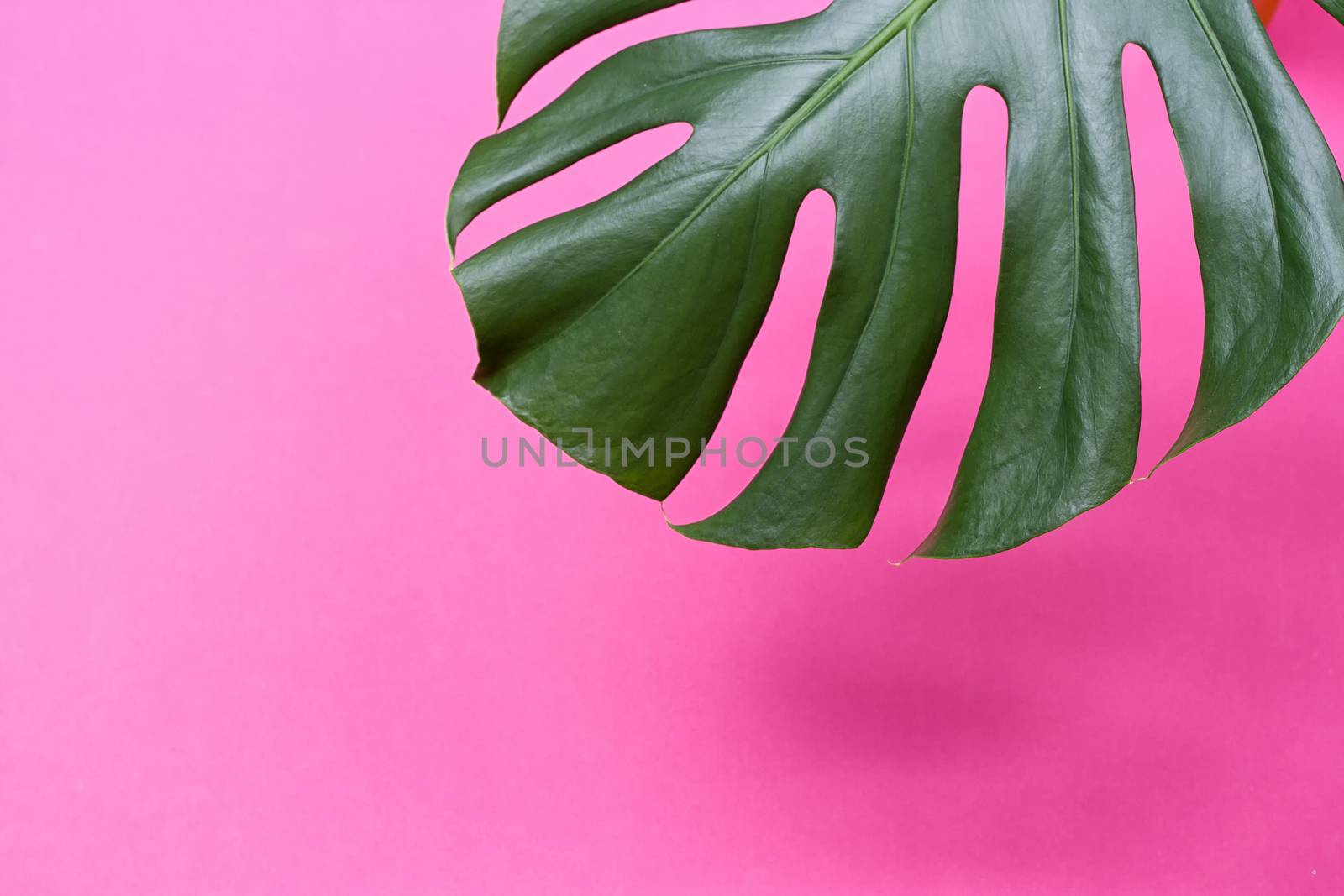 a monstera leaf on the pink background