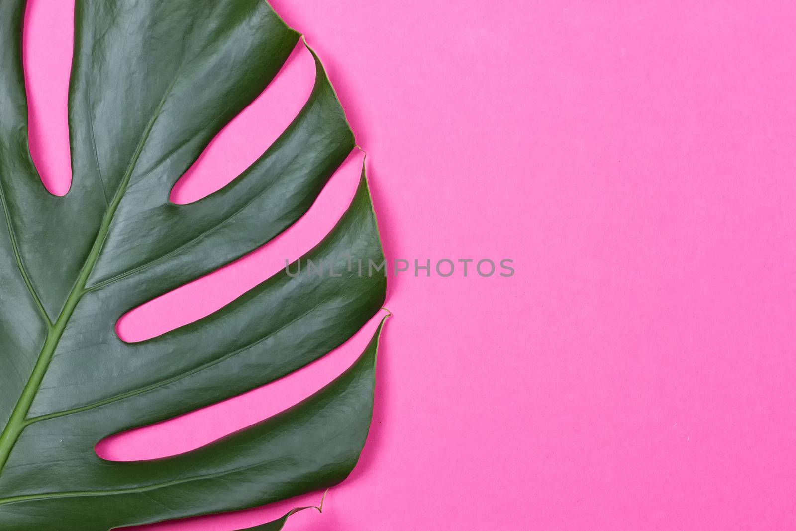 a monstera leaf on the pink background