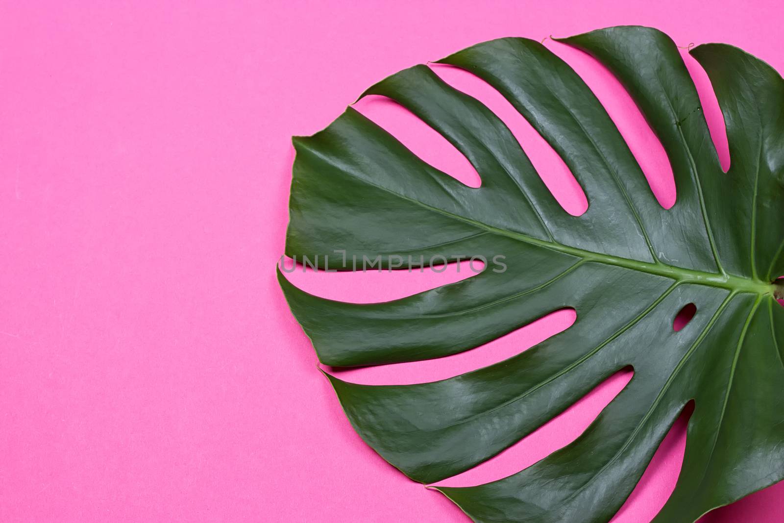 a monstera leaf on the pink background