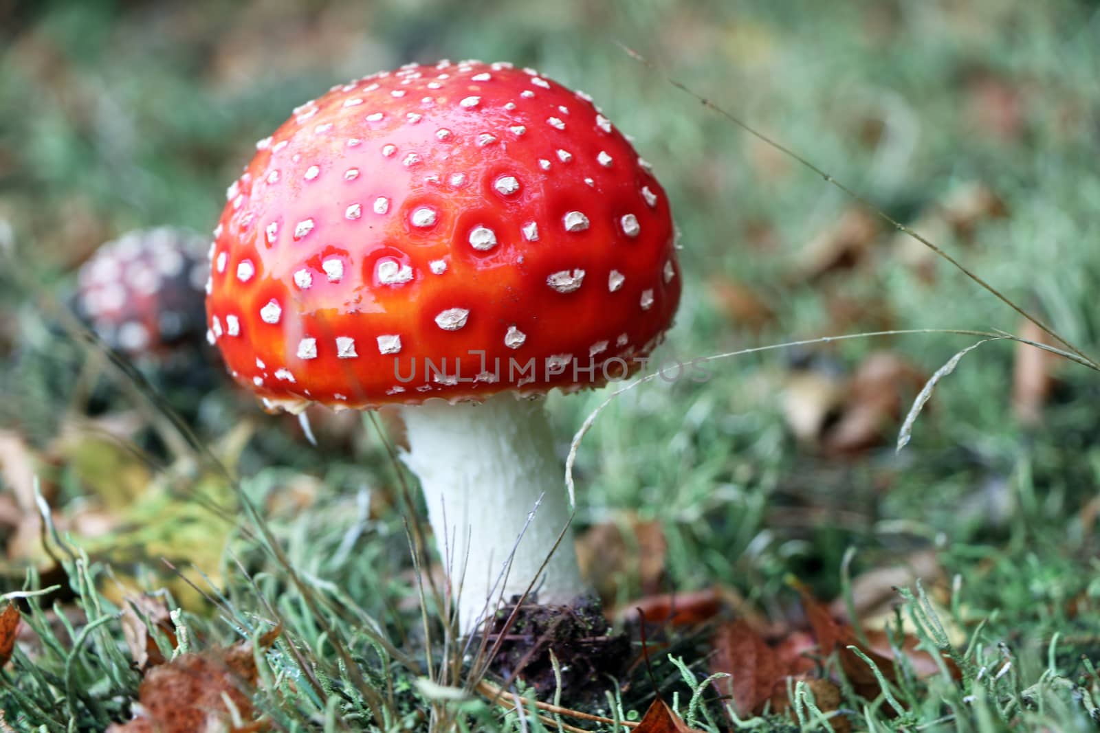 amanita muscaria mushroom close-up by romvo