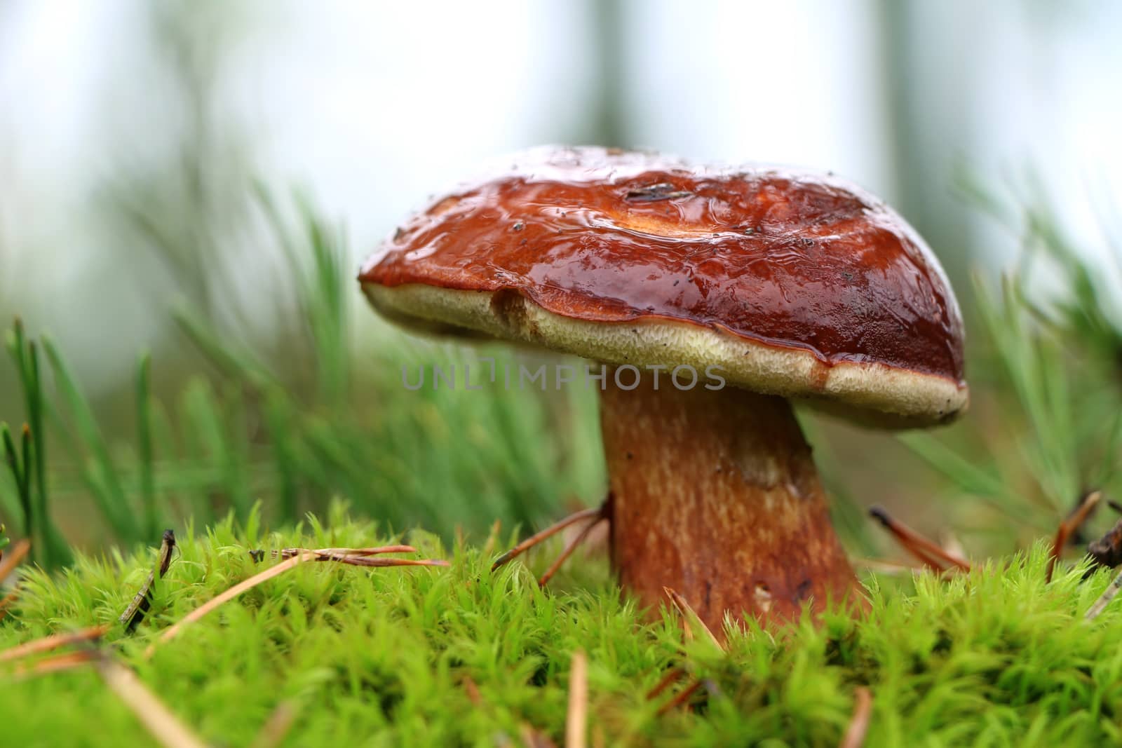 Fresh big boletus badius growing in moss. Mushroom fungus grow in forest. Beautiful edible cep