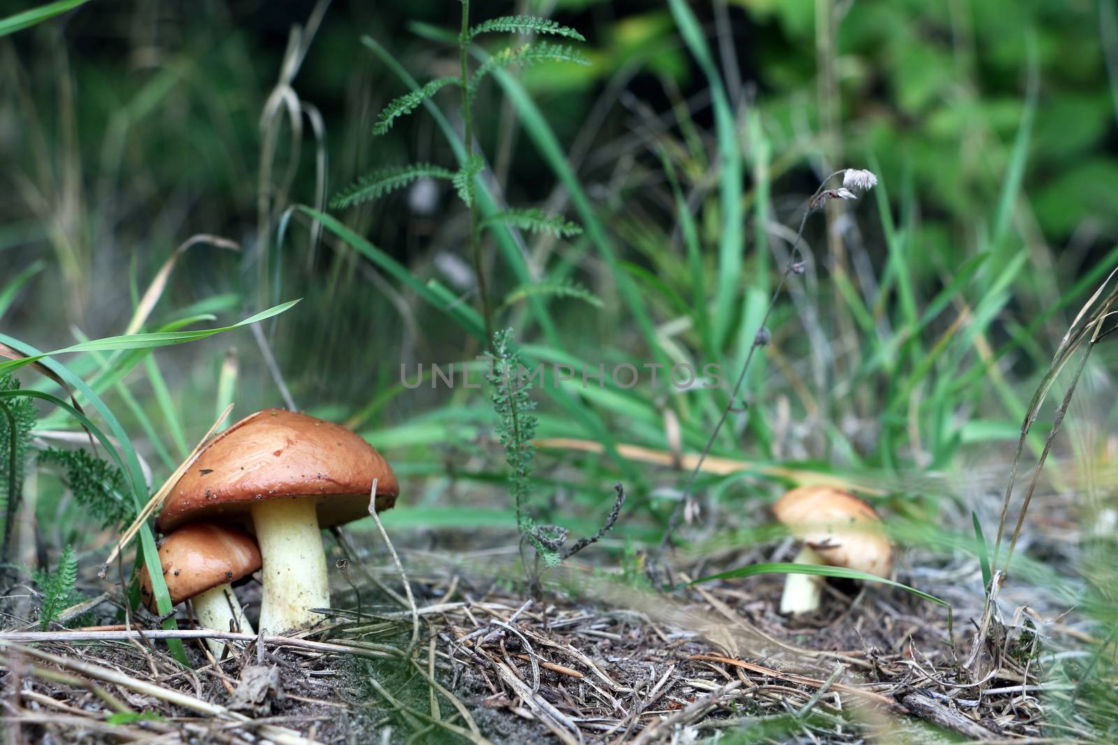 Three mushroom Suillus grow in wood. Fresh mushrooms growing in forest