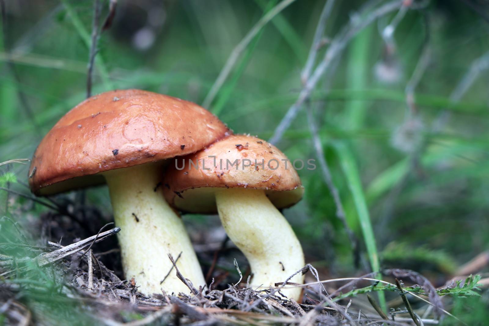 Two mushroom Suillus in wood. Fresh mushrooms growing in forest