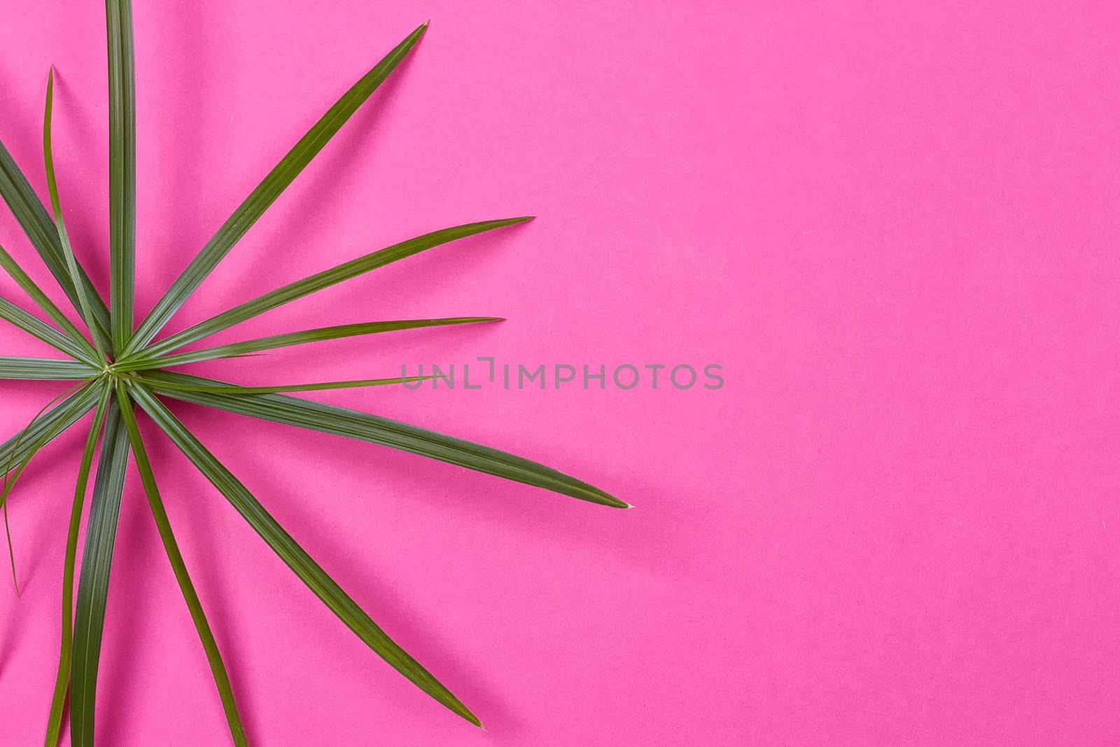 Tropical leaves on pink background by victosha