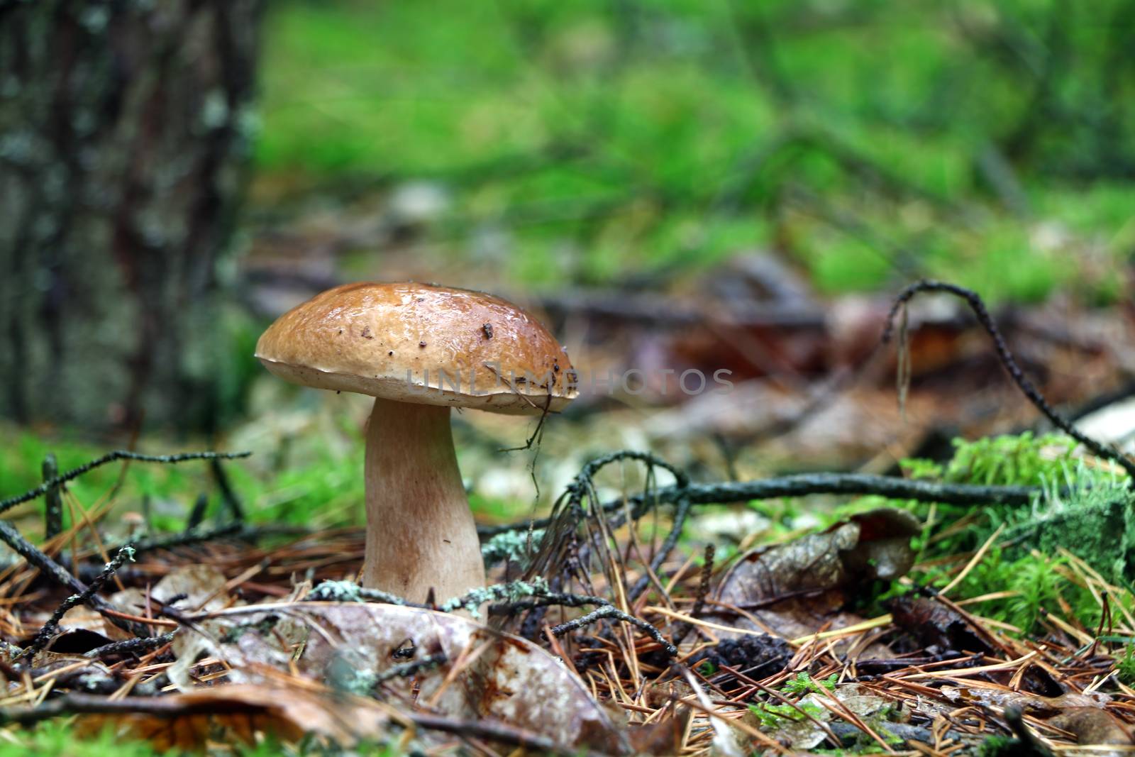Boletus growing in wood. White fresh mushroom grow in forest. Beautiful cep and mushrooms rain
