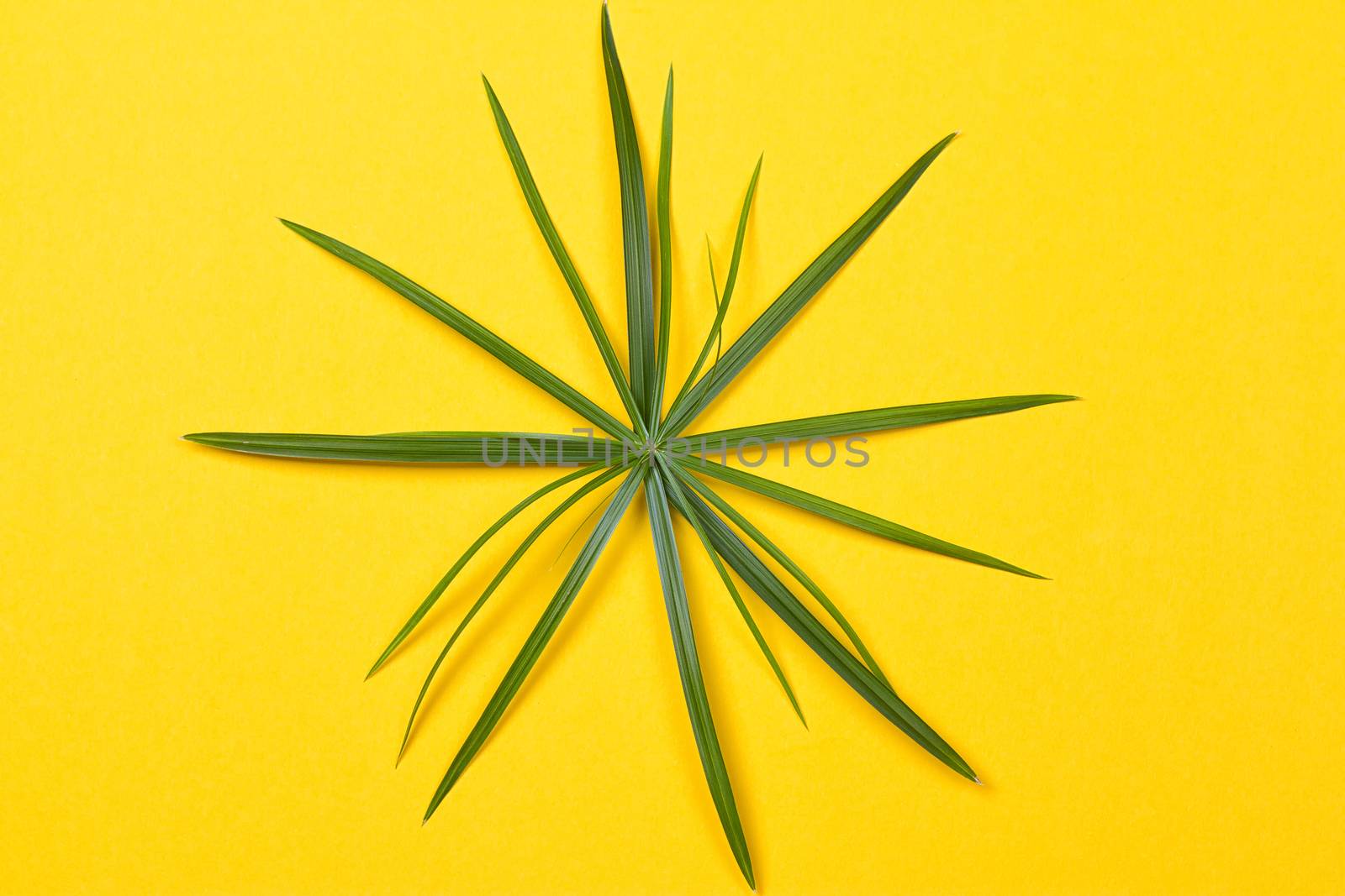 Tropical leaves on yellow background. minimal concept. Flat lay.