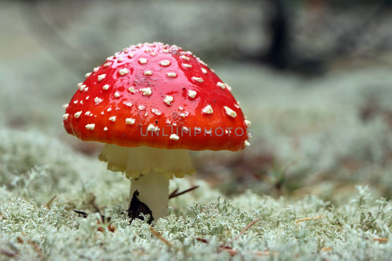 Red Agaric mushroom close-up in rain drop grow in wood. Beautiful inedible forest plant