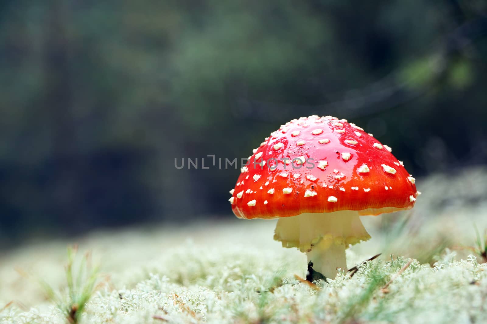 Red Amanita mushroom in wood by romvo