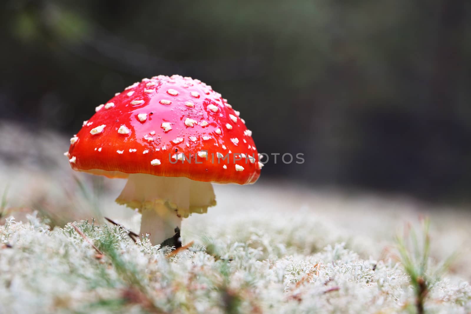 Red amantia mushroom in rain drop grow in wood. Beautiful inedible forest autumn plant