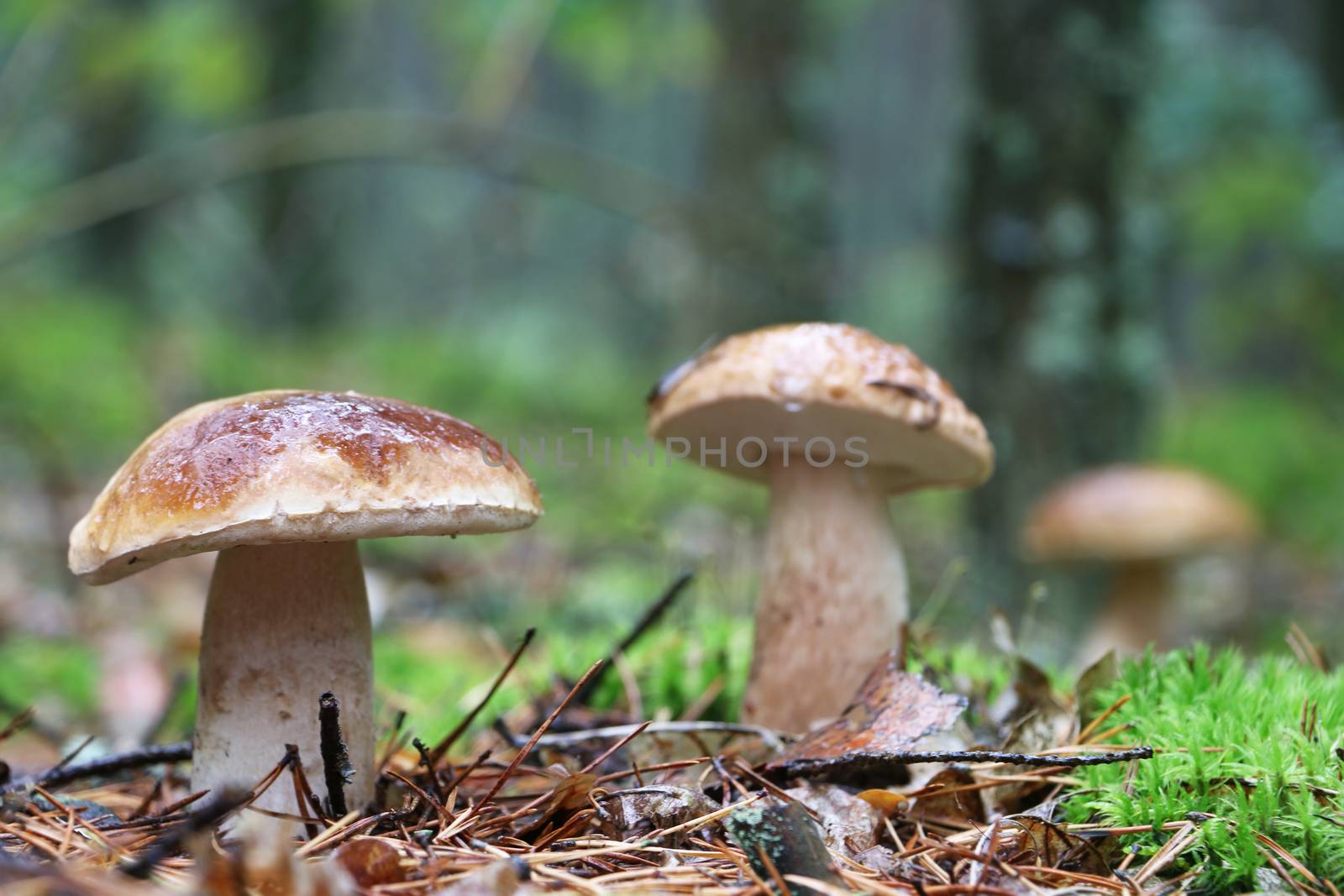 Three boletus growing in wood. White fresh mushrooms grow in forest. Beautiful ceps and mushrooms rain