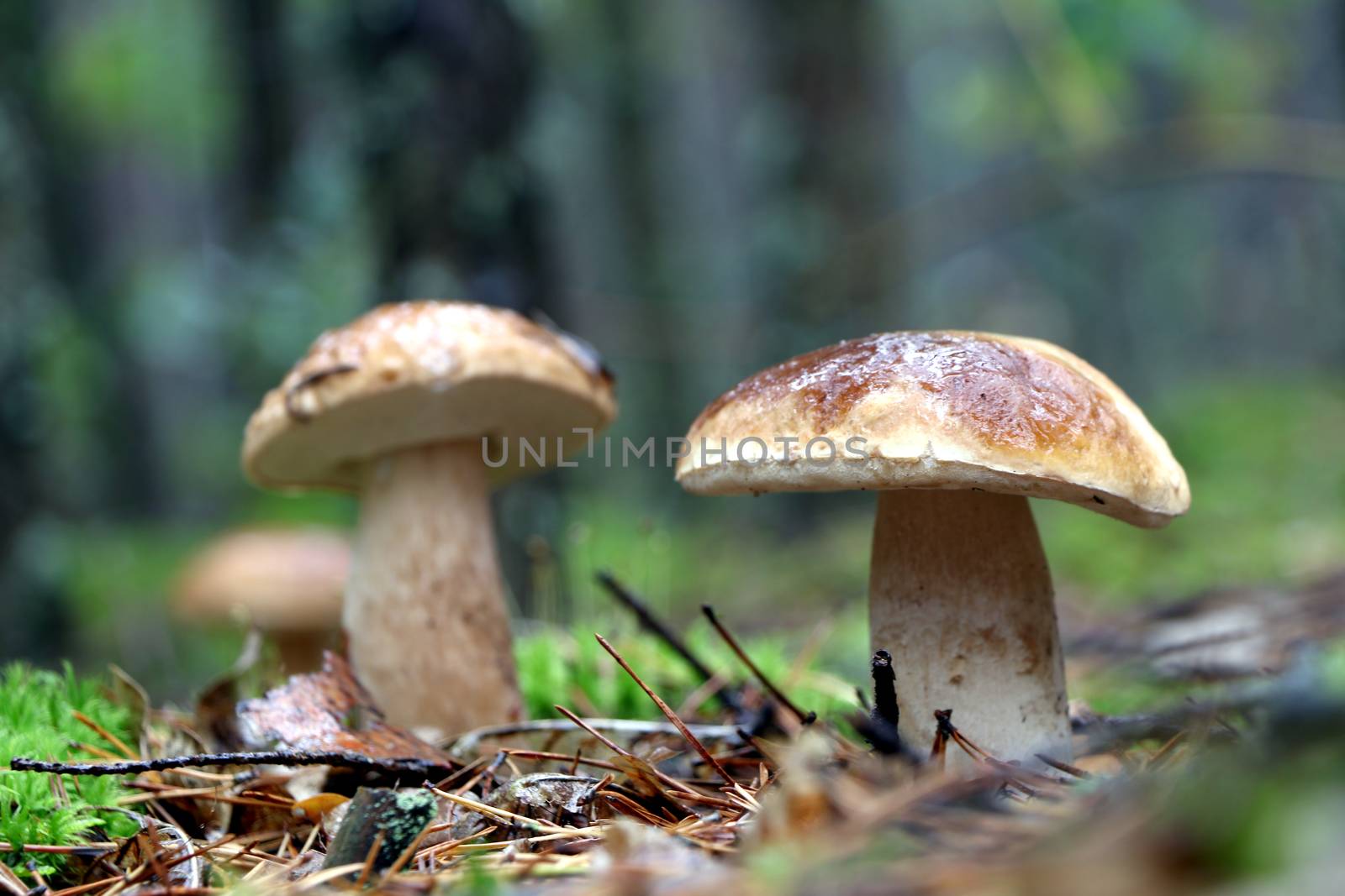 Three boletus grow in wood. White fresh mushrooms growing in forest. Beautiful ceps and mushrooms rain