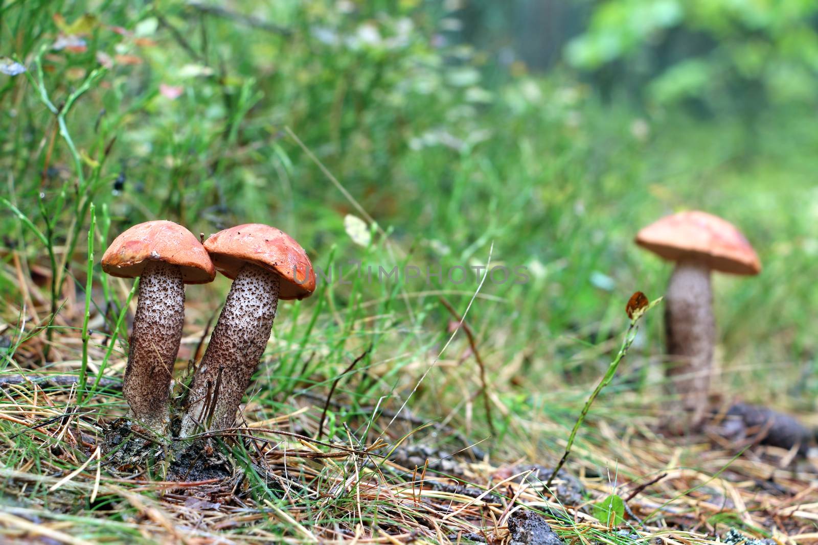 Three orange cap boletus grow in grass wood. Leccinum mushrooms growing in forest. Beautiful edible bolete