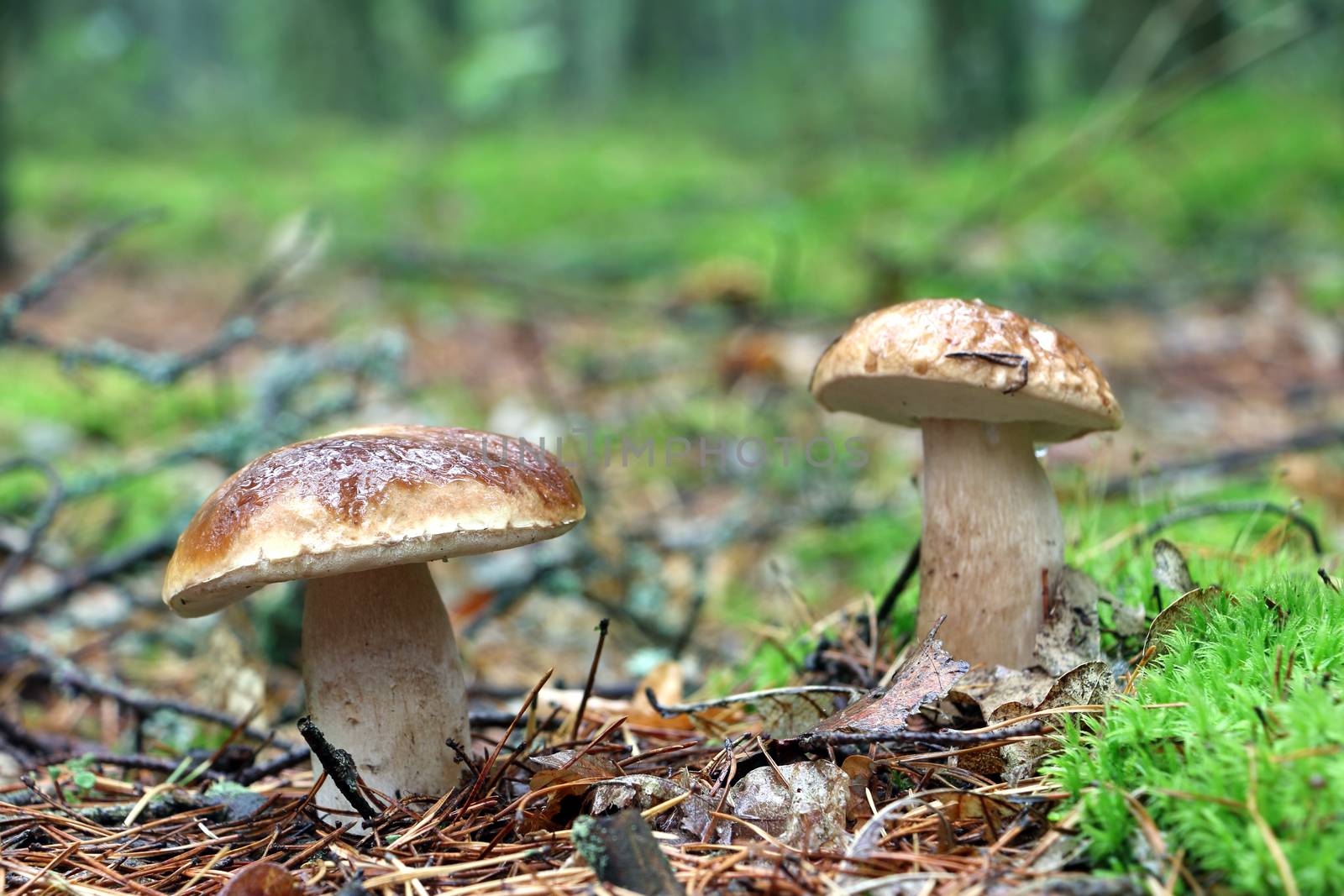 Two boletus growing in wood. White fresh mushrooms grow in forest. Beautiful ceps and mushrooms rain