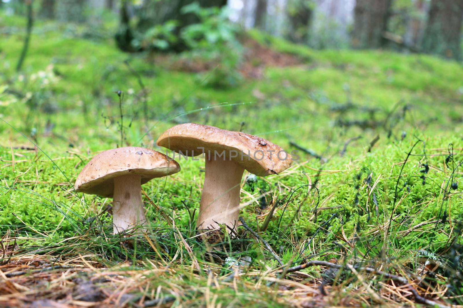 Two boletus grow in wood. White fresh mushrooms growing in forest. Beautiful ceps and mushrooms rain