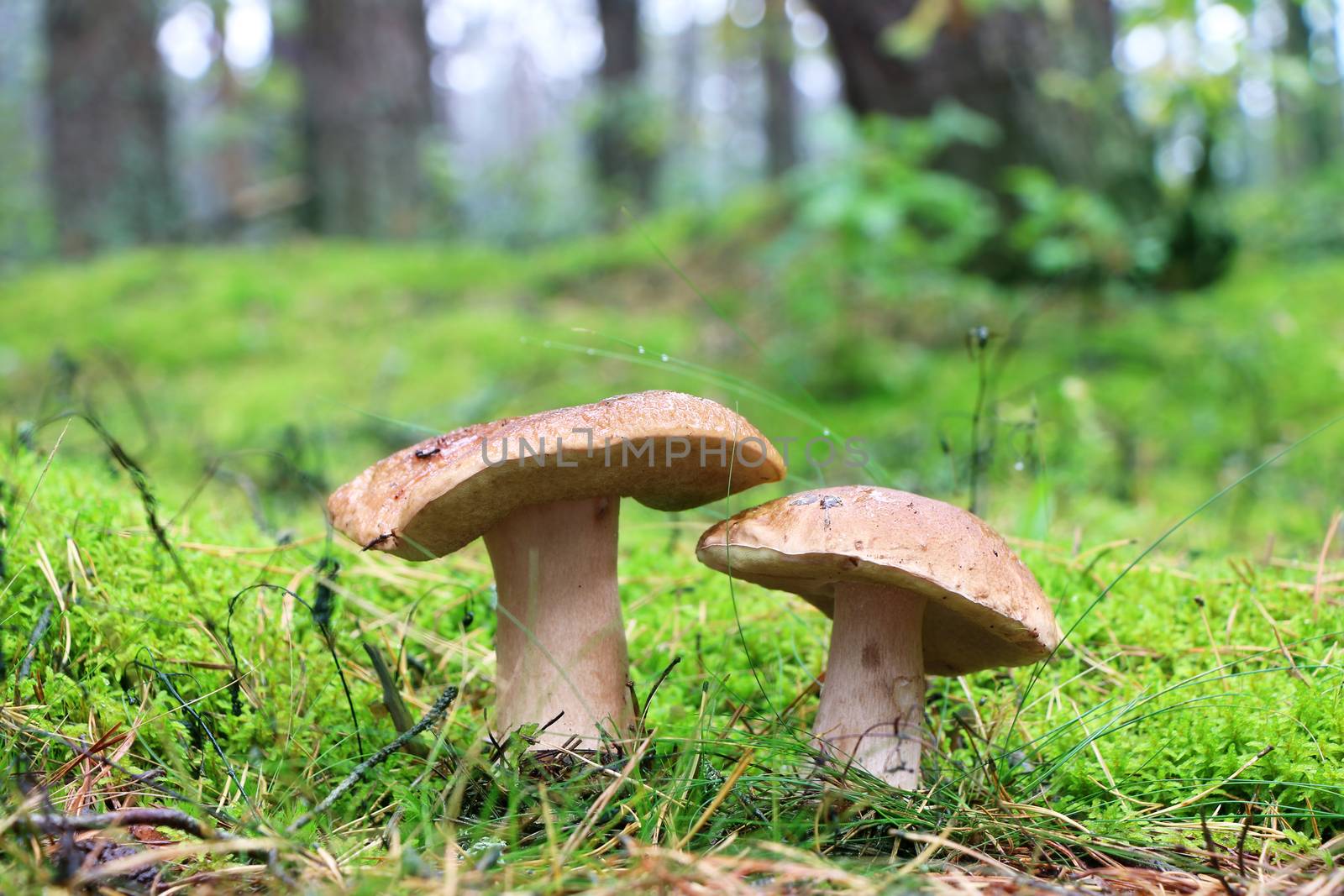 Two boletus grow in moss wood. White fresh mushrooms growing in forest. Beautiful ceps and mushrooms rain