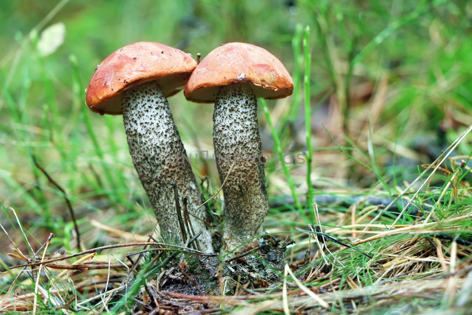 Two orange cap boletus grow in grass wood. Leccinum mushrooms growing in forest. Beautiful edible bolete