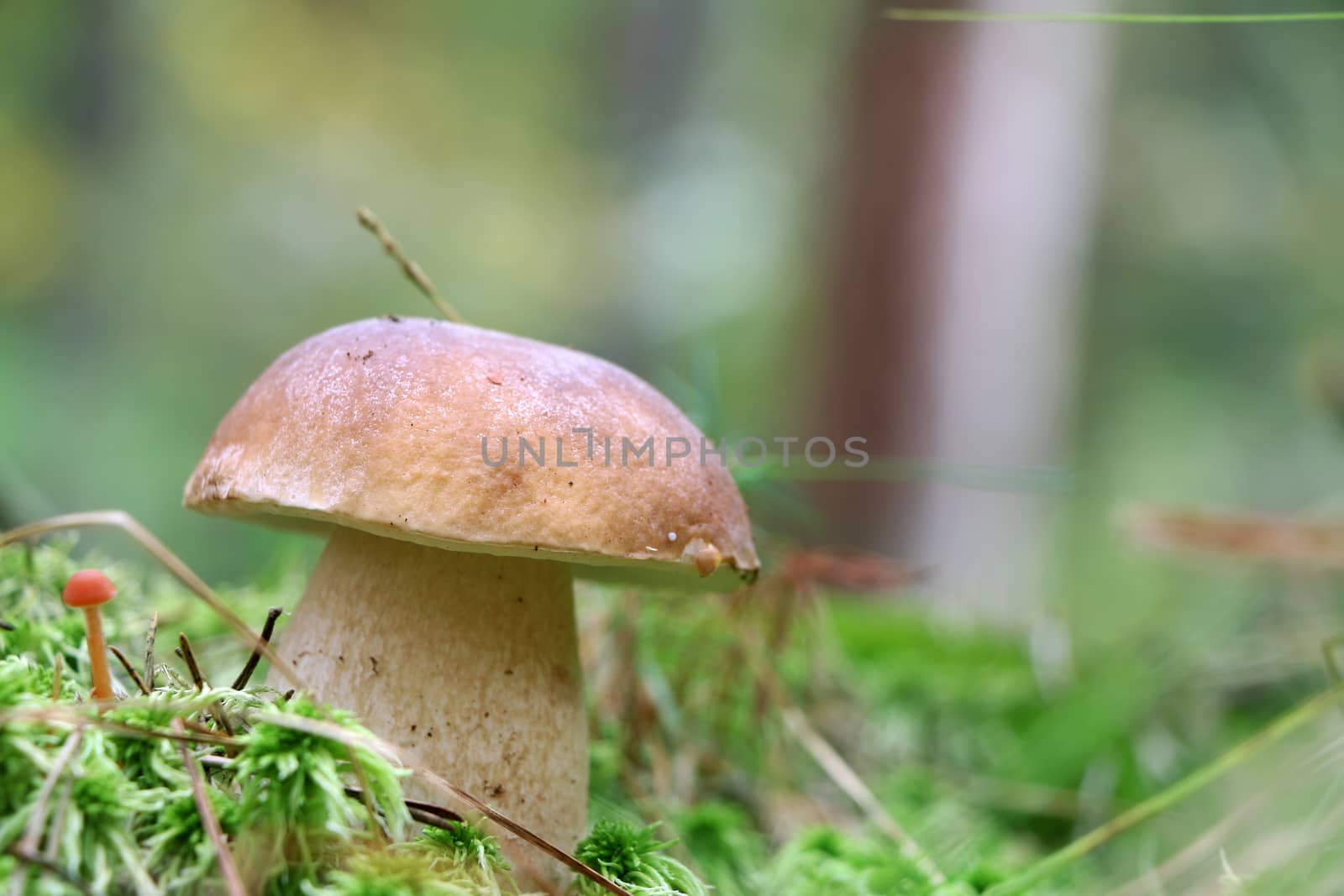 Cep close-up growing in moss wood. White fresh mushroom grow in forest. Beautiful bolete and vegetarian food