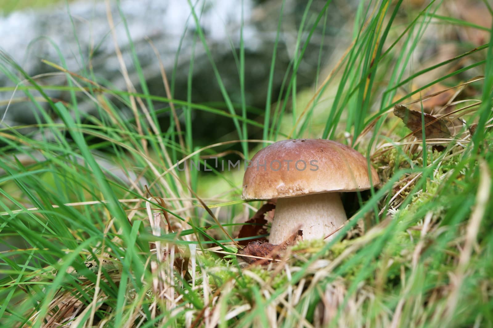 Cep close-up growing in grass wood. White fresh mushroom grow in forest. Beautiful bolete and vegetarian food