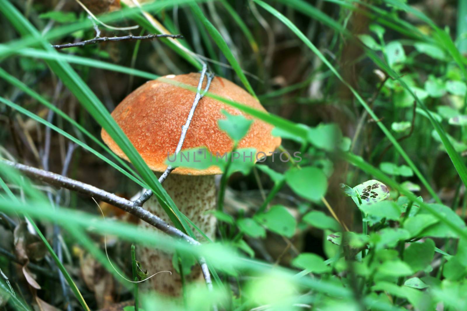 Orange cap boletus close-up growing in grass wood. Leccinum mushroom grow in forest. Beautiful large bolete