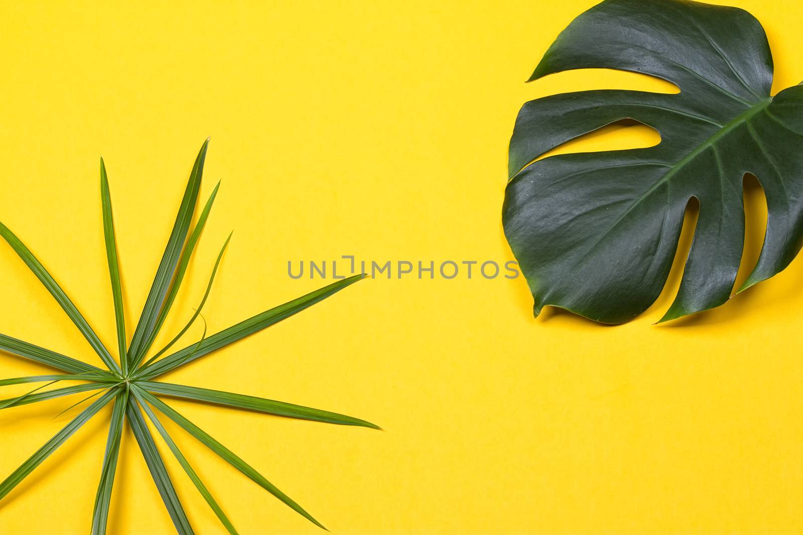 a monstera leaf on the yellow background