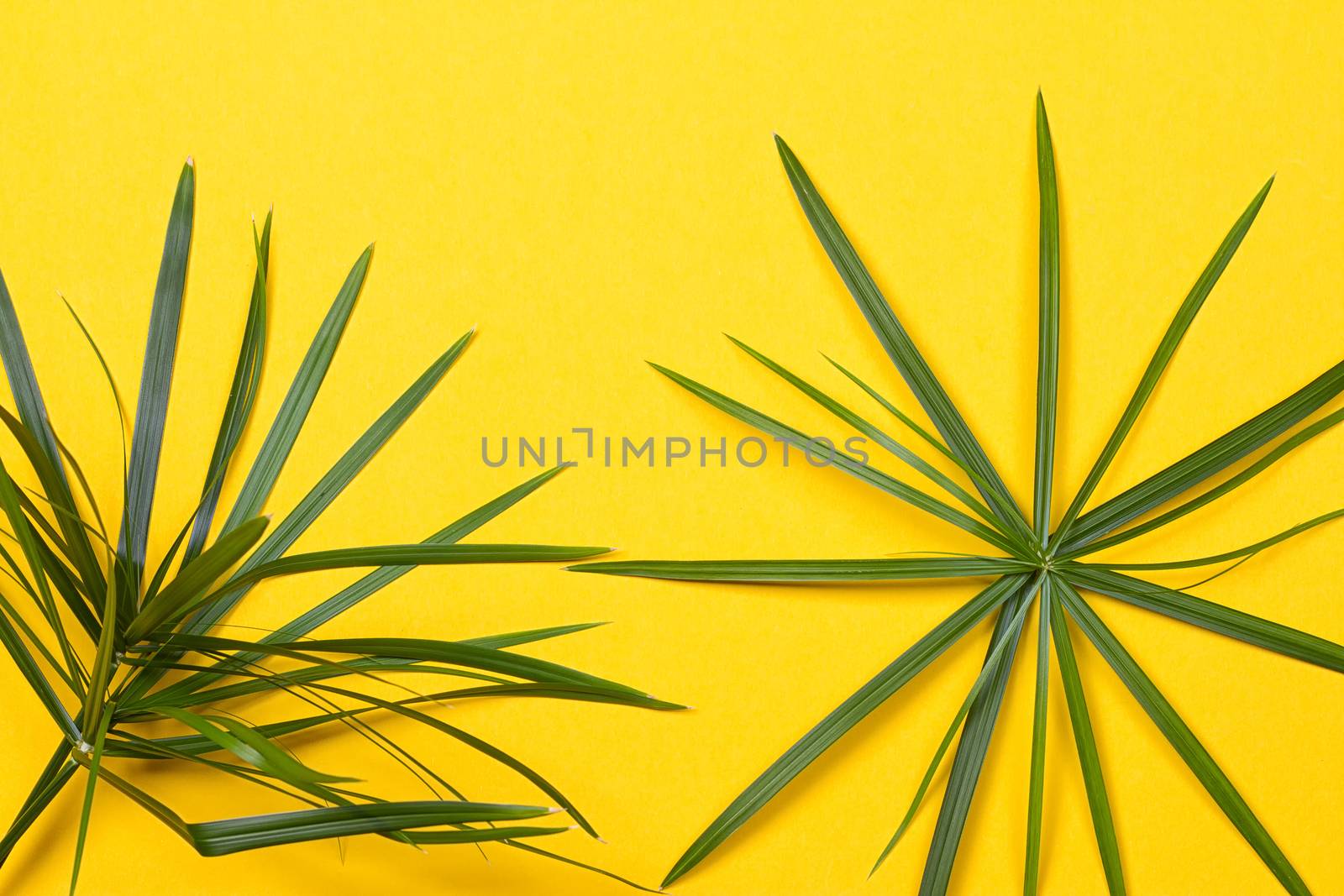 Tropical leaves on yellow background by victosha