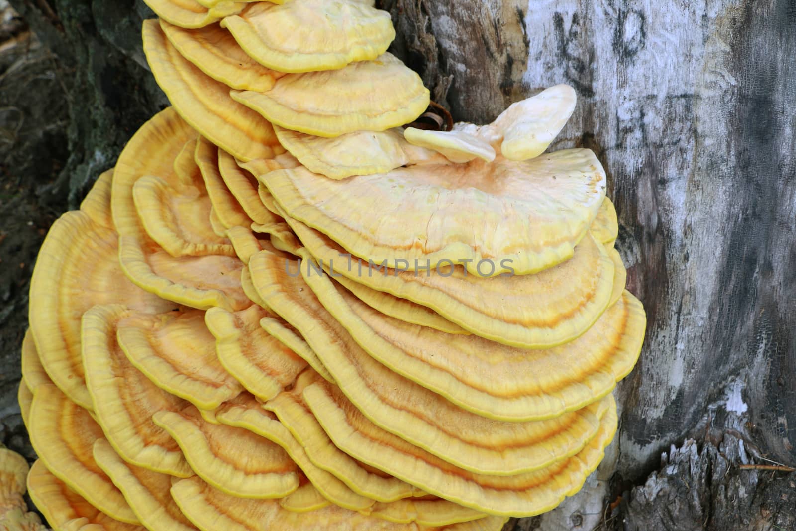 Inedible yellow parasite mushroom growing on tree, close-up photo. Death mushrooms grows on the bark