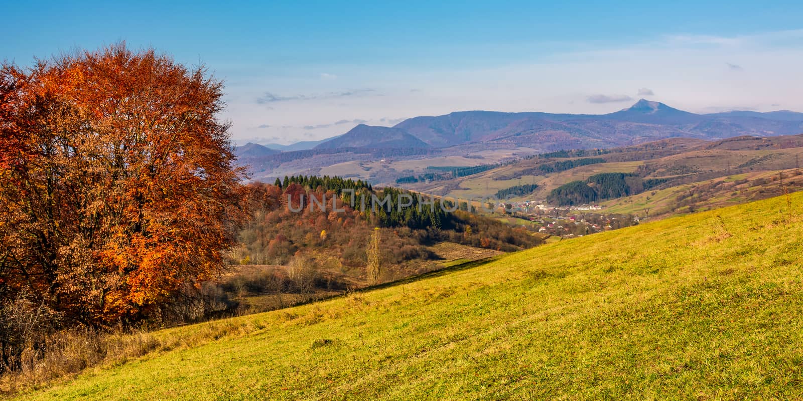 tree on hillside in mountainous autumn countryside by Pellinni