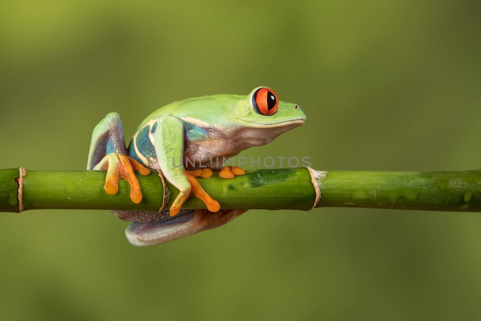 Red eyed tree frog by alan_tunnicliffe