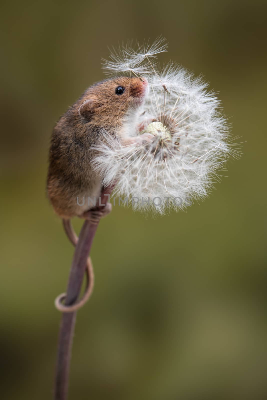 A full length portrait of a harvest mouse climbing up a dandelion clock with tail wrapped around the stem
