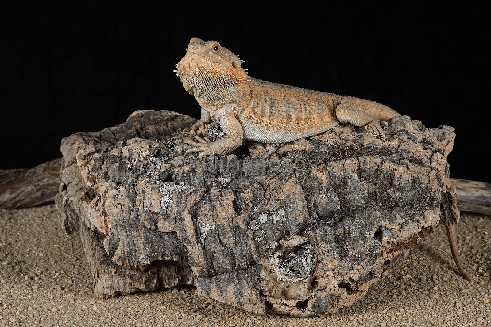 Full length photograph of an alert bearded dragon resting on a log against a black background