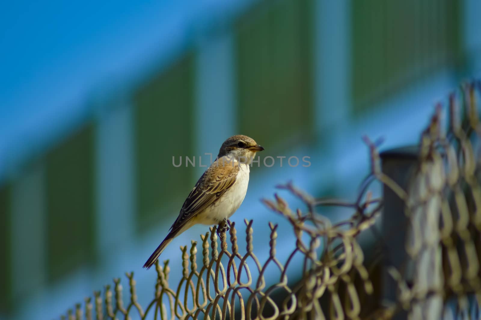 sparrow posing on a fence of Maleme in the north west of the island of Crete in Greece