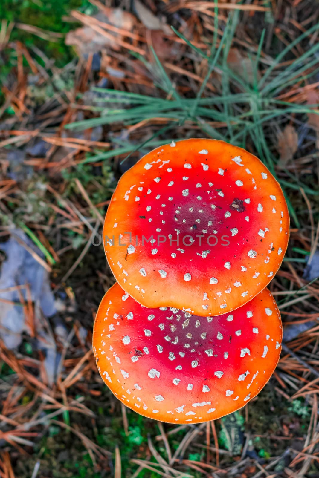 Red poisonous Amanita Muscaria mushrooms in European forest