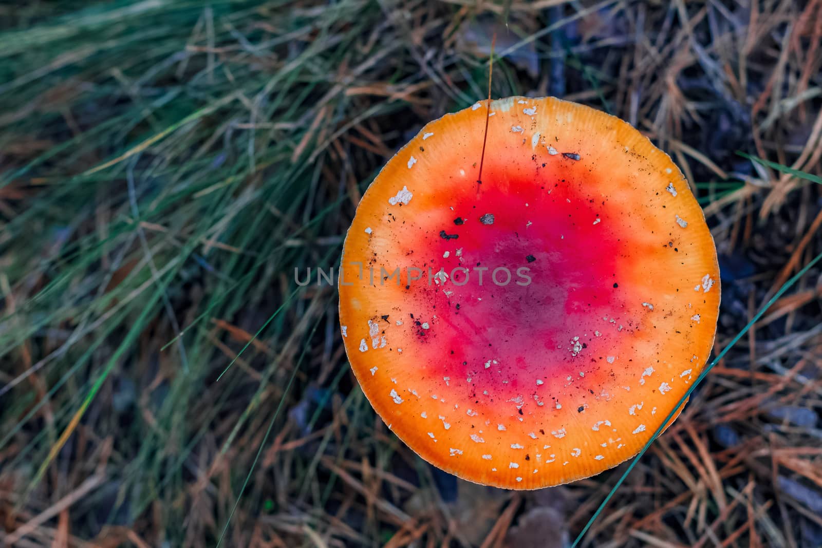 Amanita Muscaria. Red poisonous mushroom in European forest