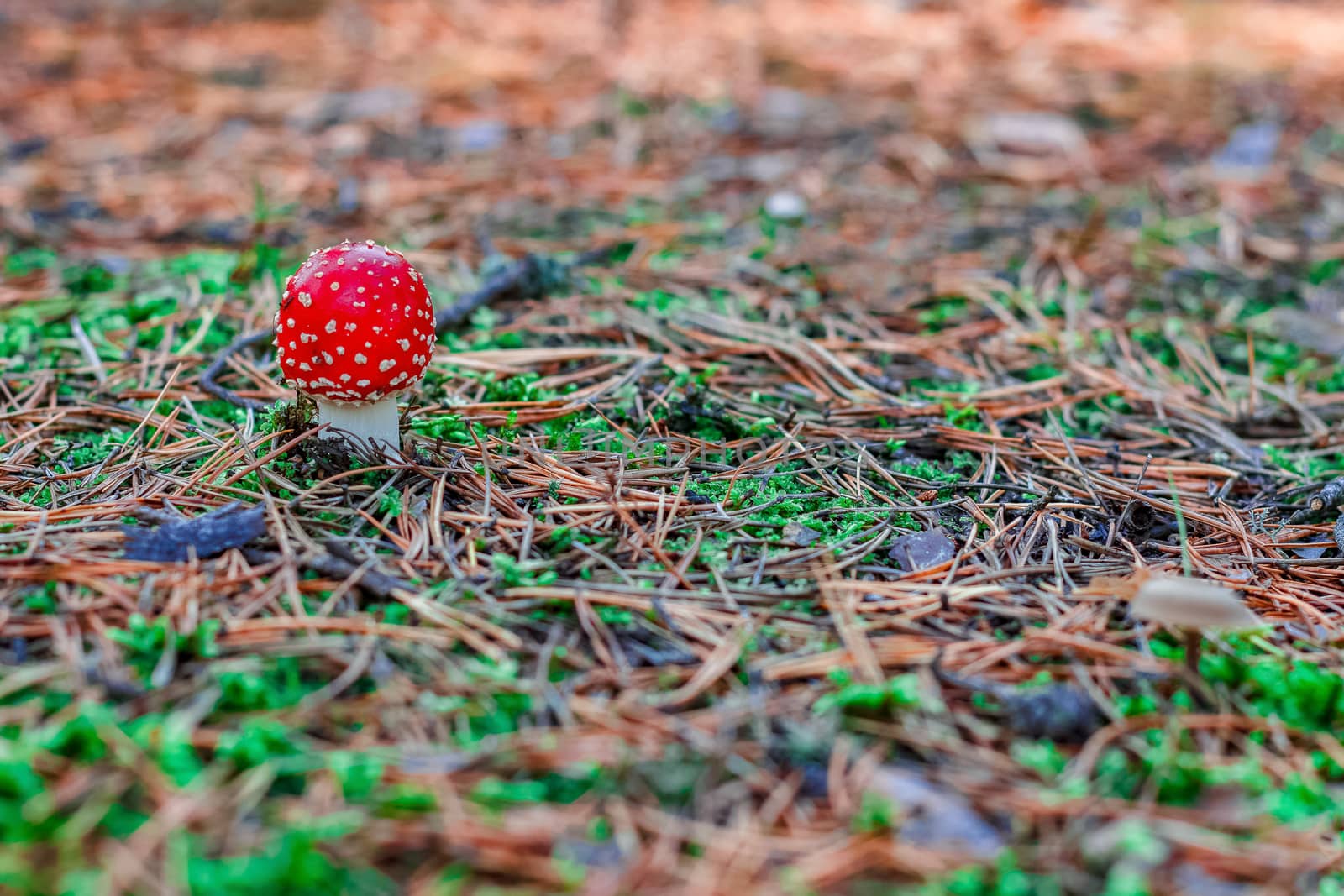 Amanita Muscaria. Red poisonous mushroom in European forest