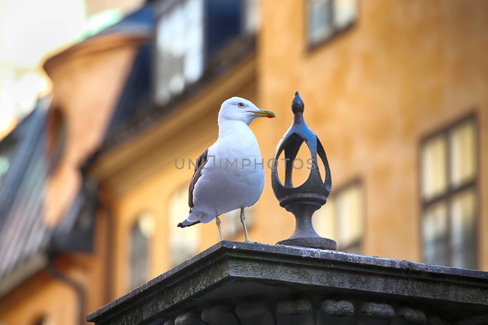 Seagull on top of statue Jarntorgspumpen in Gamla Stan, Stockhol by vladacanon