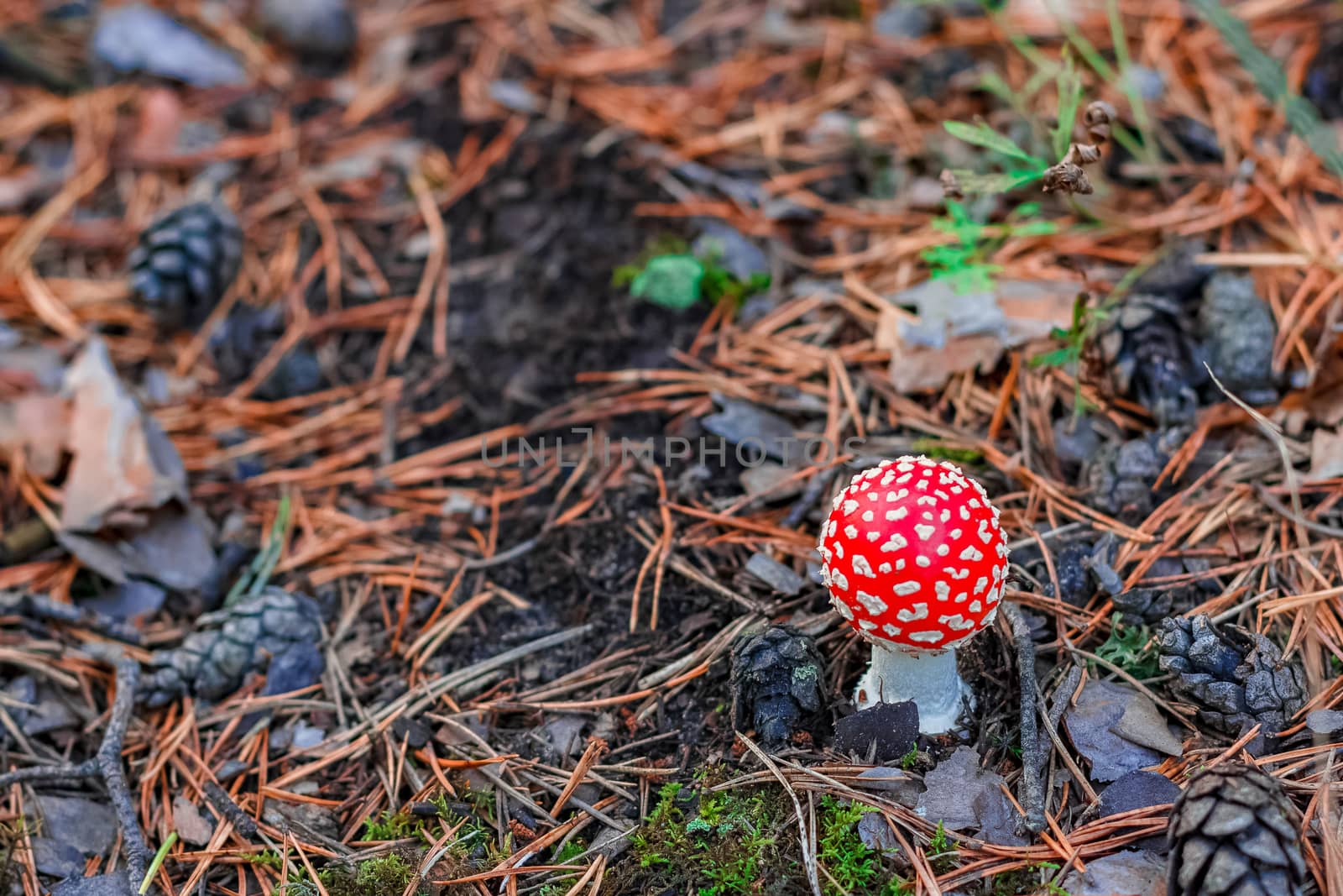 Amanita Muscaria. Red poisonous mushroom in European forest