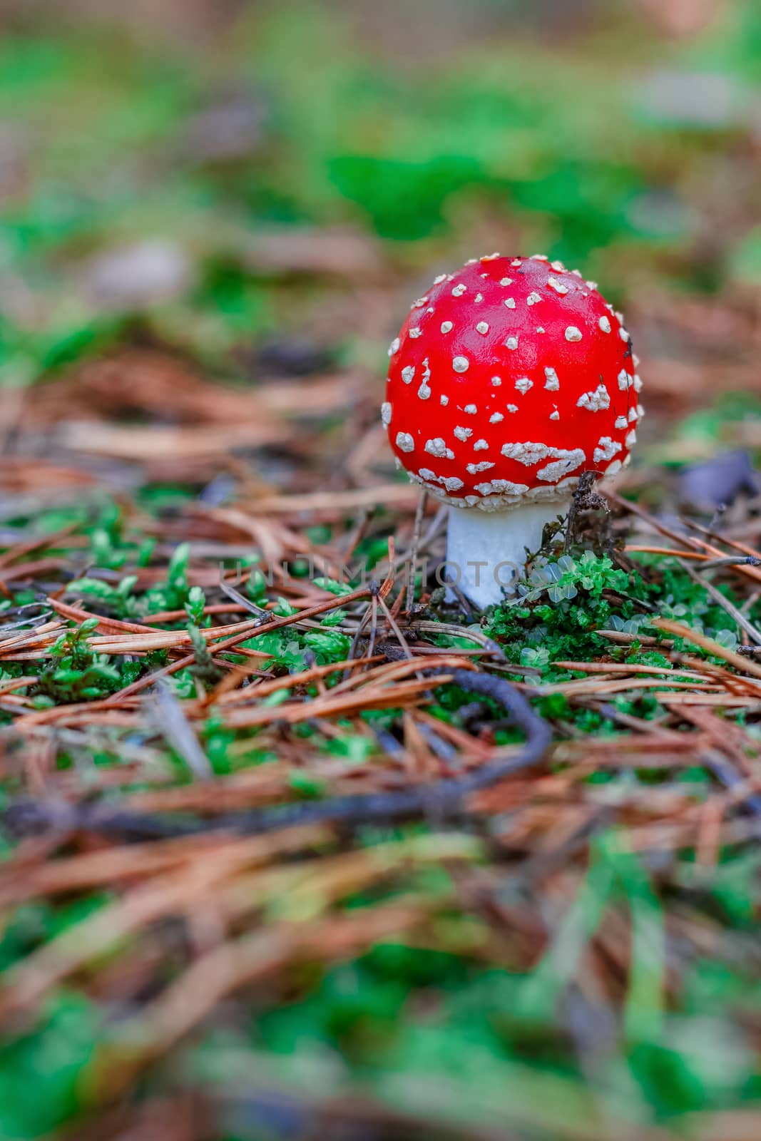 Amanita Muscaria. Red poisonous mushroom in European forest