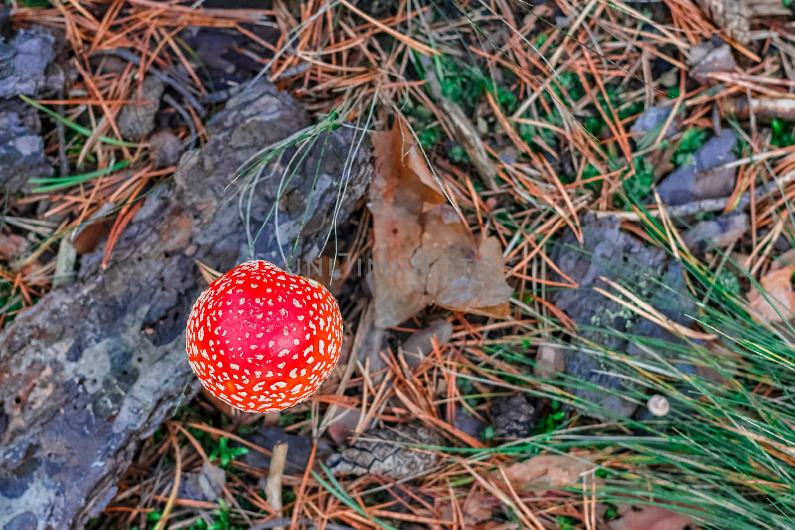 Amanita Muscaria. Red poisonous mushroom in European forest