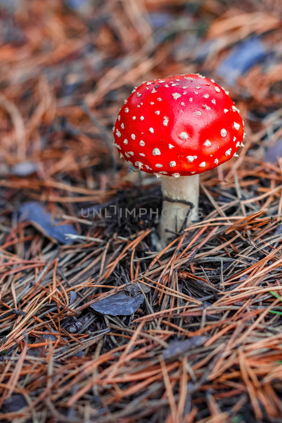 Red poisonous Amanita mushroom by sengnsp