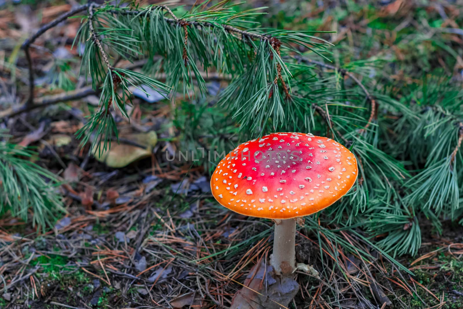 Amanita Muscaria. Red poisonous mushroom in European forest