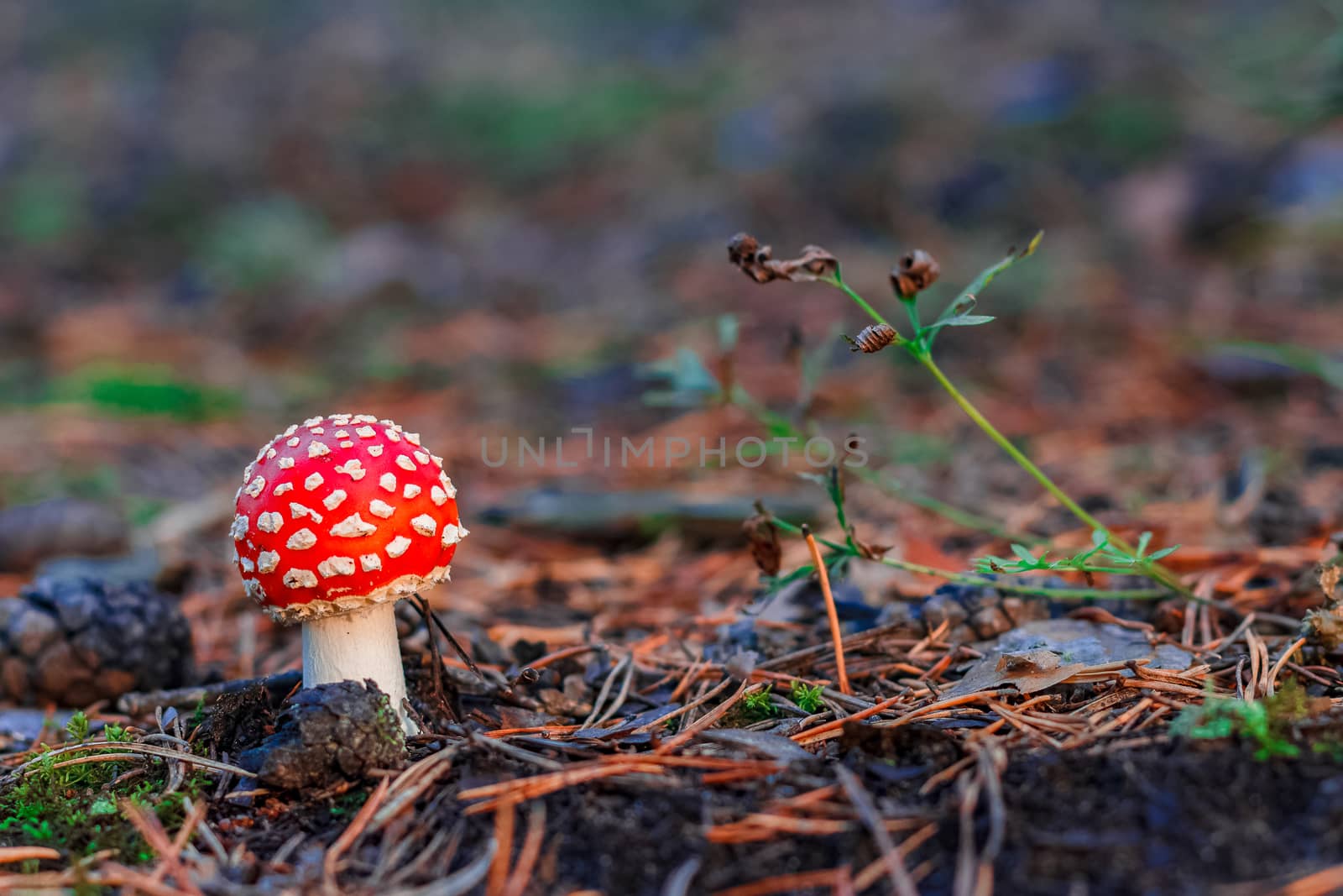 Amanita Muscaria. Red poisonous mushroom in European forest