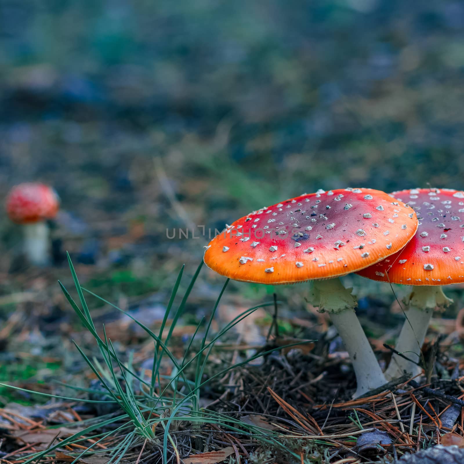 Red poisonous Amanita Muscaria mushrooms in European forest