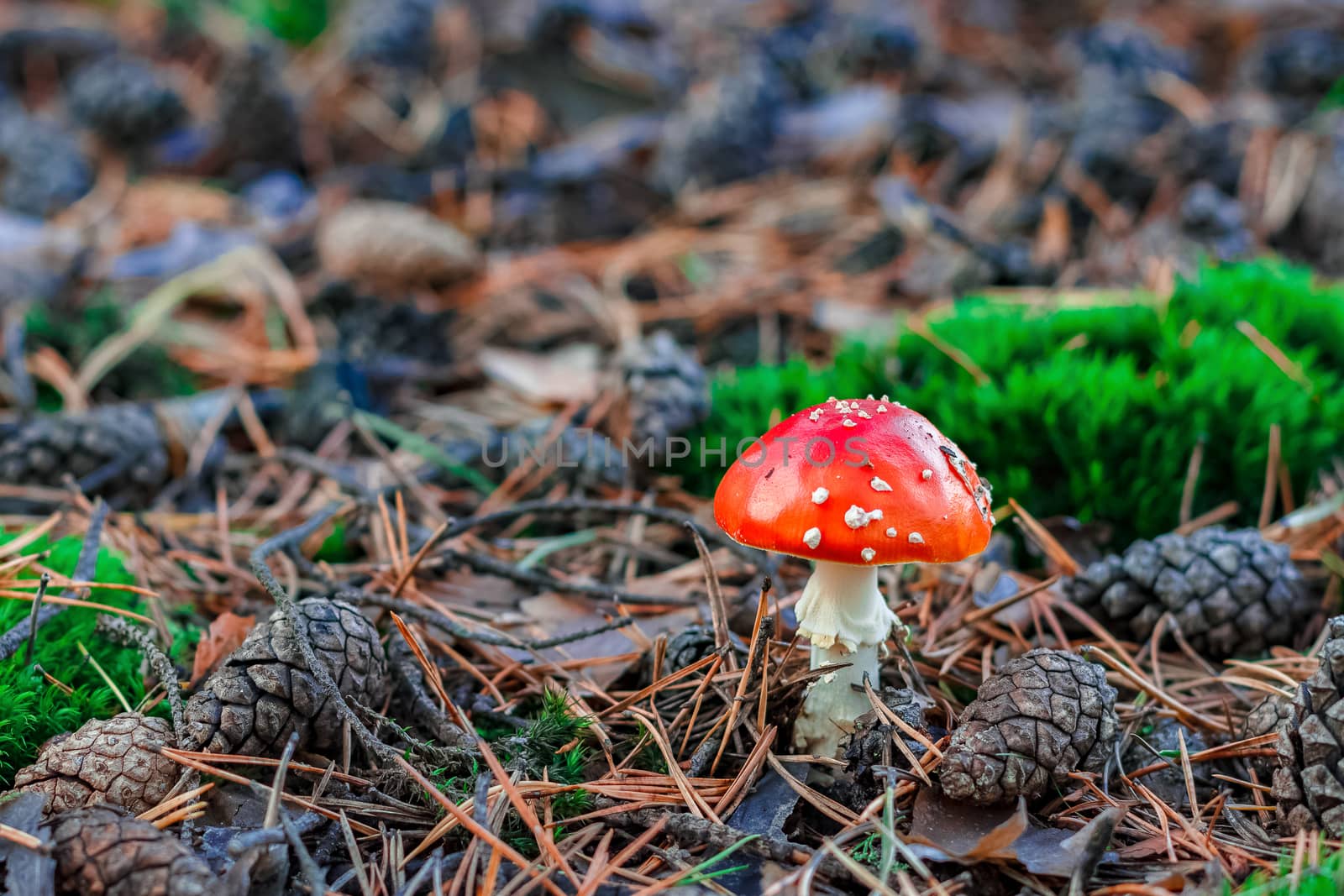 Amanita Muscaria. Red poisonous mushroom in European forest