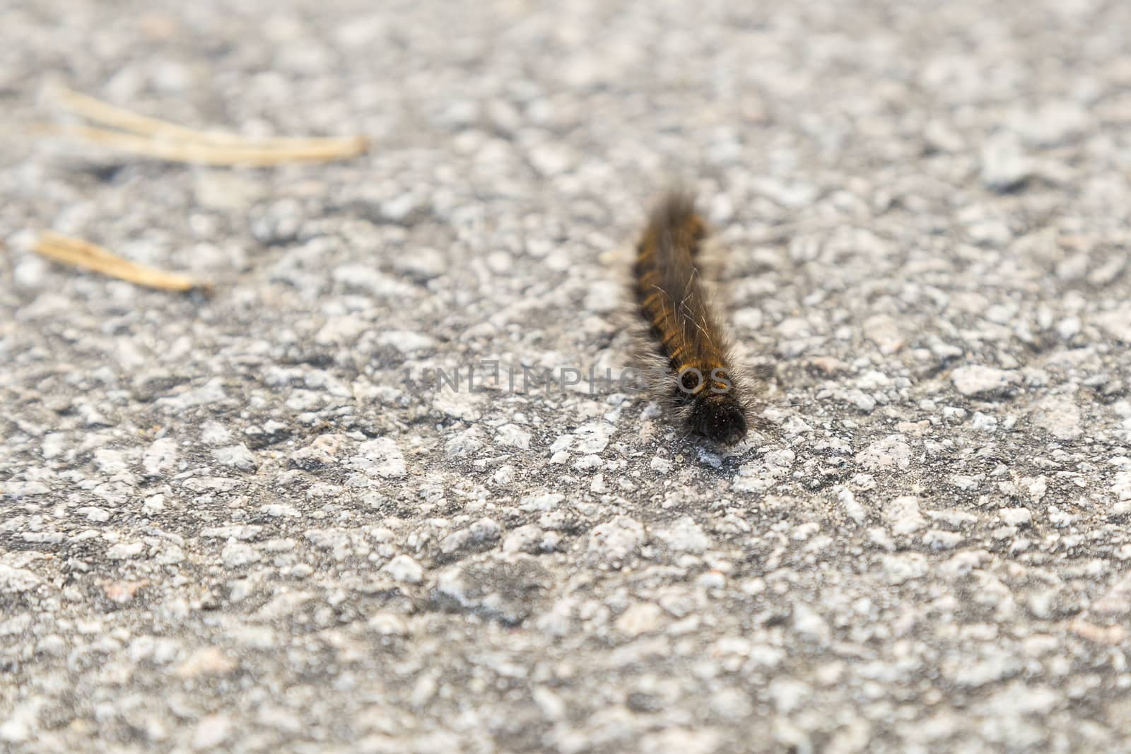 Orange and Black Fox Moth Caterpillar close up.