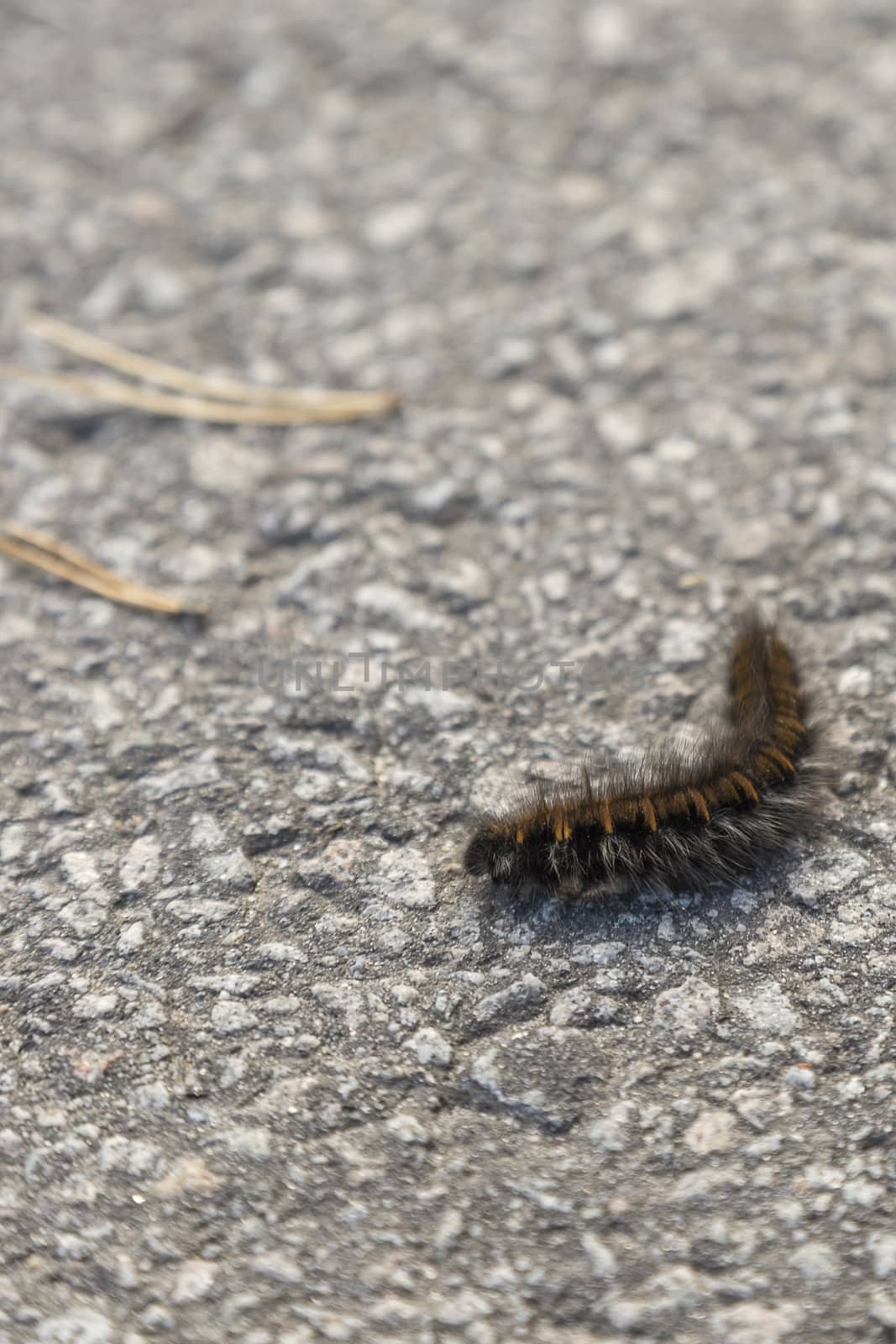 Orange and Black Fox Moth Caterpillar close up.