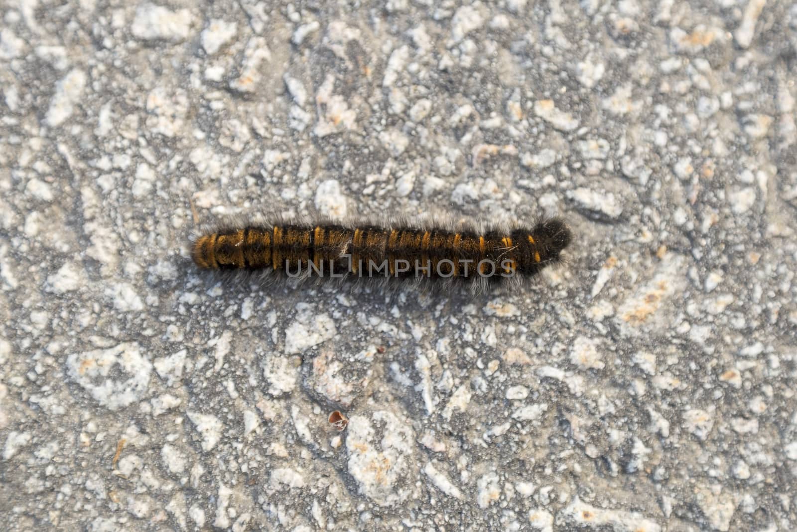 Orange and Black Fox Moth Caterpillar close up from above.