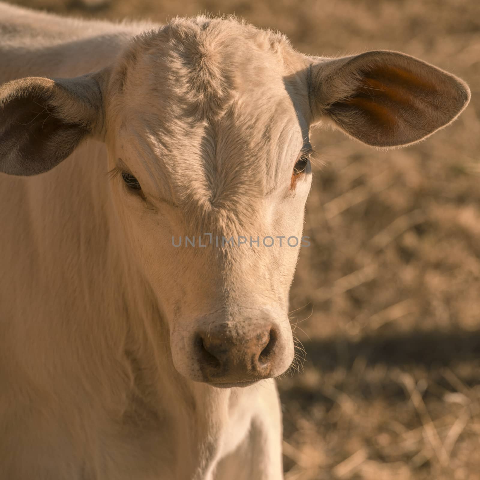 Baby cow in the countryside during the day in Queensland.